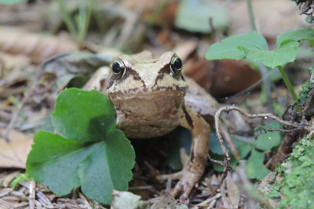 Mit mobilen Froschzäunen werden die Amphibien am Überqueren der Straße gehindert. | Foto: Land Salzburg/Stefan Mayer