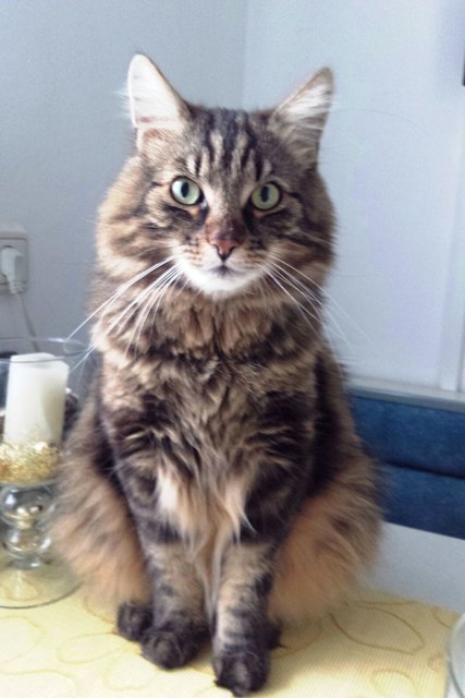King Schnurli
