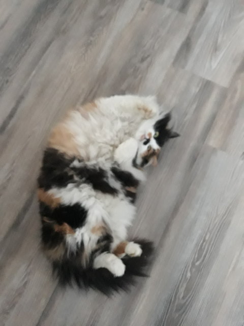 Unsere Lilli (Gerersdorfer Petra, 0660/4477369)