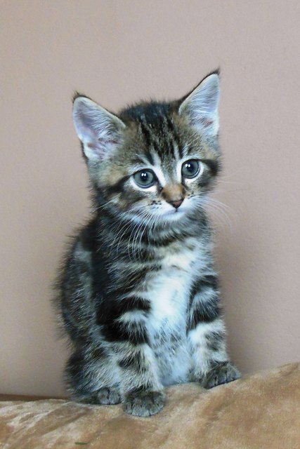Mein Name ist Kitty