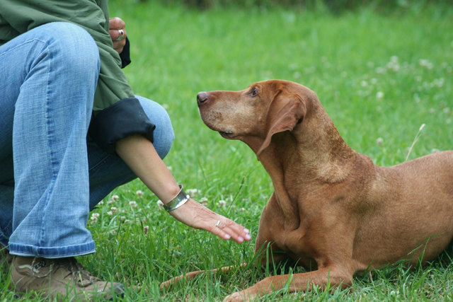 In Unterweißenbach werden alle Rassen ausgebildet. | Foto: Fotolia