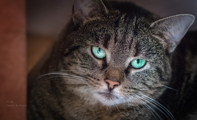 Cat Sura