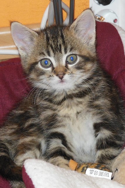 Kitty in ihrem Körbchen
