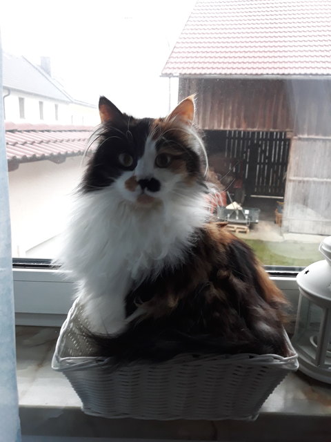Unsere Lilli Teil 2 (Gerersdorfer Petra, 0660/4477369)