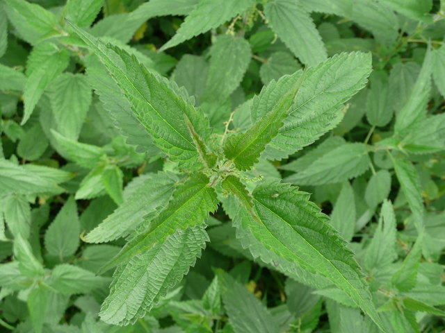 Kräuterwanderung mit Sabina Haslinger am 9. April 2018. | Foto: Haslinger