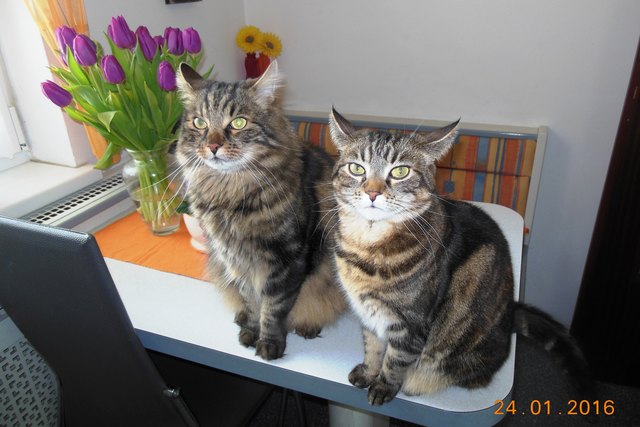 Unzertrennlich: Schnurrli und Kitty