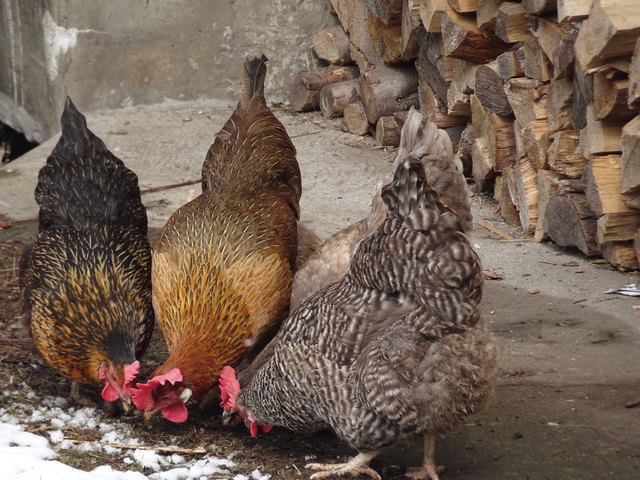 Als Wurm sollte man sich da jetzt besser nicht aus der Erde wagen!
