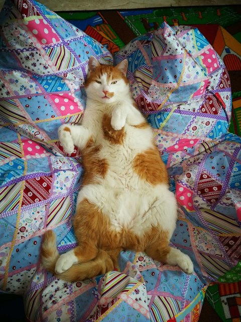 Garfield liebt sein neues Sternkissen.Total relaxt.