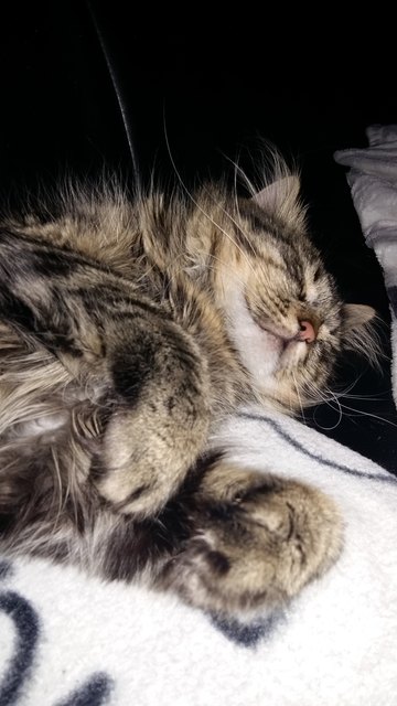 Samu