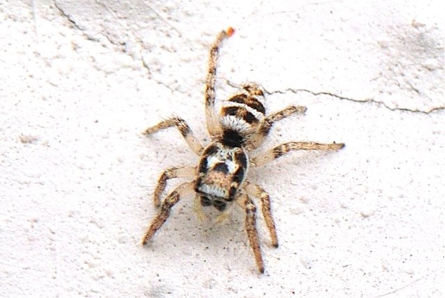 Wenn die Mittagssonne die Hauswand wärmt, wagt sich diese kleine Zebra-Springspinne bereits aus ihrem Winterversteck. Salticus scenicus ist etwa 4mm groß und würde dringend kleine Fliegen brauchen. Aber für diese ist es auch noch zu kalt. Wenn die Wetterprognosen stimmen, dann heiß es wohl noch mindestens 1 Woche weiterhungern.