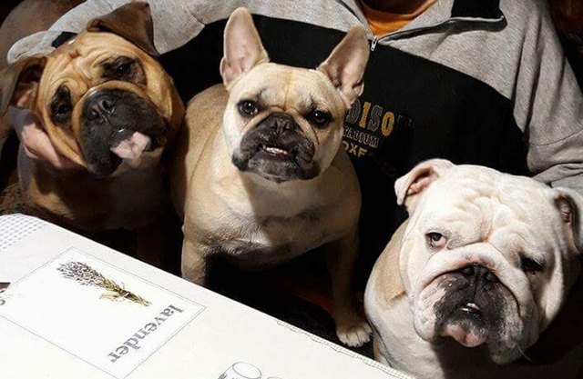 Meine Babys,  mein Leben