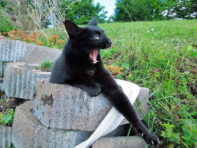 RUDI der Hüttenkater findet das Almleben zum Gähnen