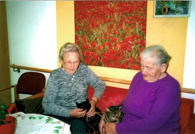 Willi und Melli sind die Therapiekatzen von Leopoldine Steindl aus 2084 Weitersfeld die öfters die Menschen im Pflegeheim Retz besuchen