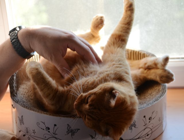 Schmusekater Merlin