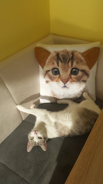 2 Katzen