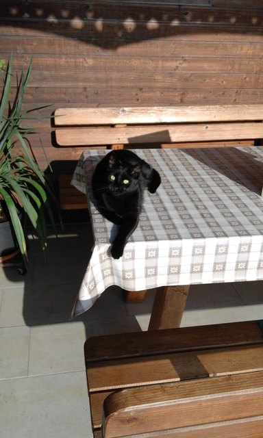 Blacky unser Herr im Haus