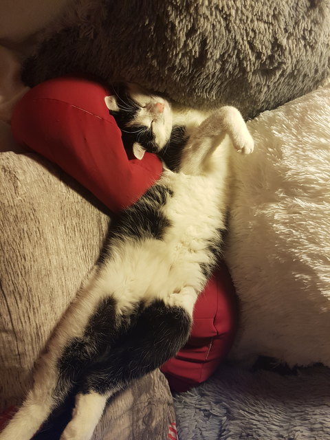 Felix