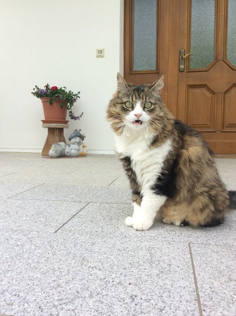 Von Angelika Schwarz aus Neunkirchen