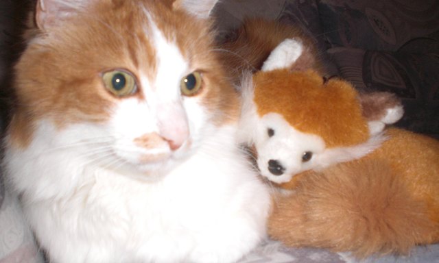 Petzi und ein Füchslein