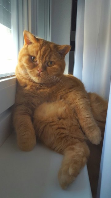 BKH Darwin of Bellhouse (Garfield wie er leibt und lebt)