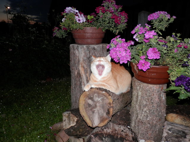 Ein furchterregendes Raubtier
