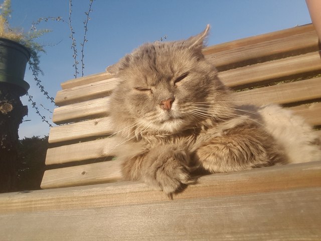 das ist Kuschel aus Finsternau, sein liebstes Hobby In der Sonne liegen und faulenzen