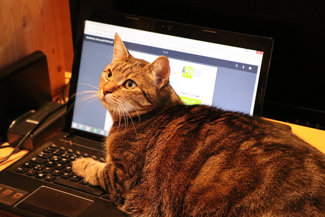 Ob ein Laptop wohl gemütlich ist?