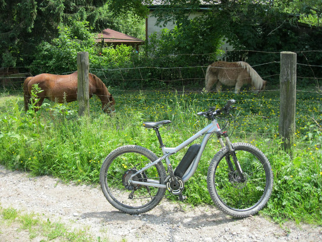 Nahe der Rieglerhütte trifft man oft auf Pferde - mitten in Wien.