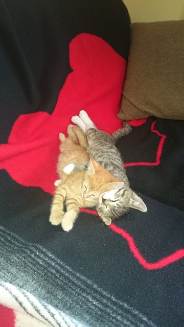 ,,schmaul'n'' ♡