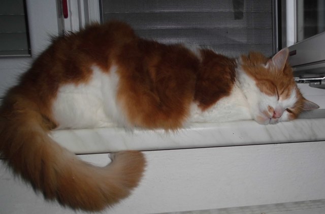 Petzi schlummert auf der Fensterbank