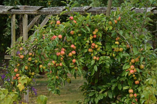 Bei diesem Kurs lernen Interessierte alles über den richtigen Obstbaumschnitt. | Foto: Veranstalter