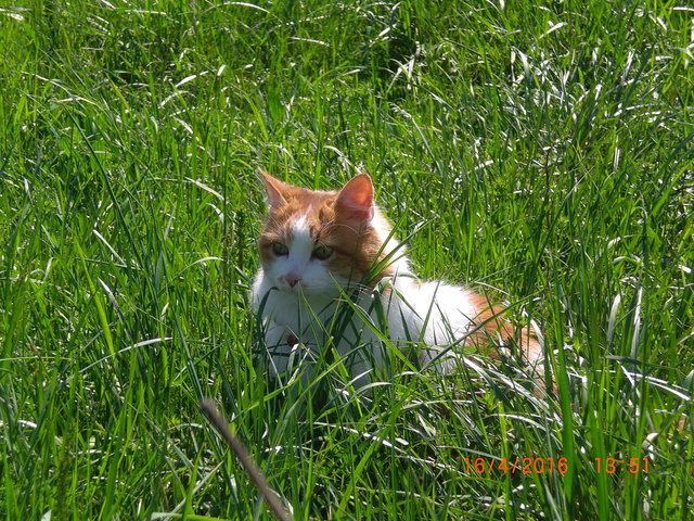 Petzi in der Wiese