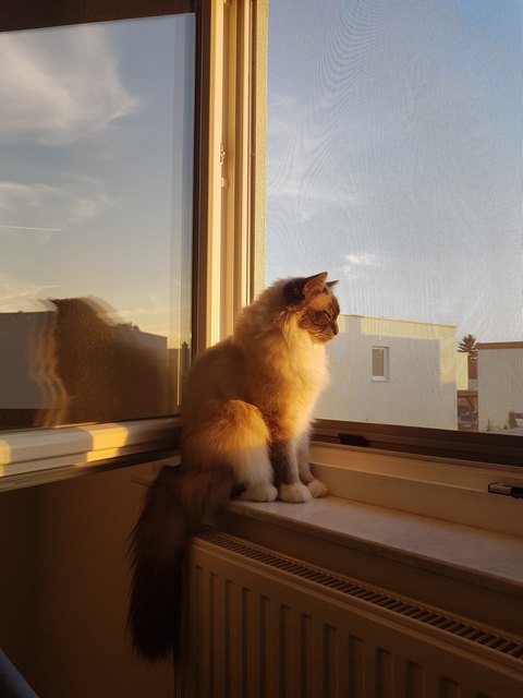 Von Katrin Mauczka aus Schwechat-Mannswörth