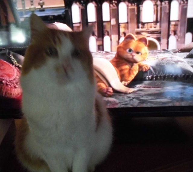 Petzi und Garfield
