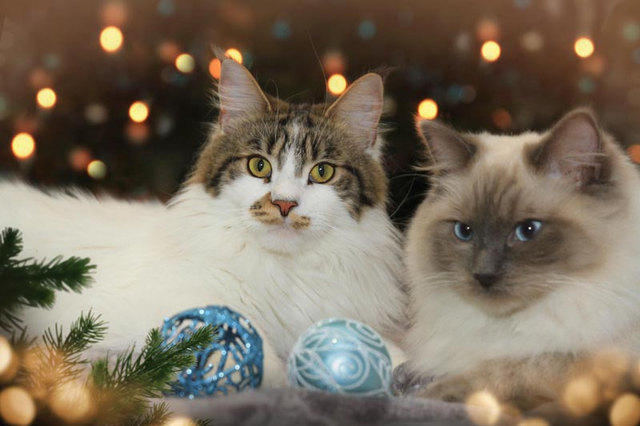Weihnachten