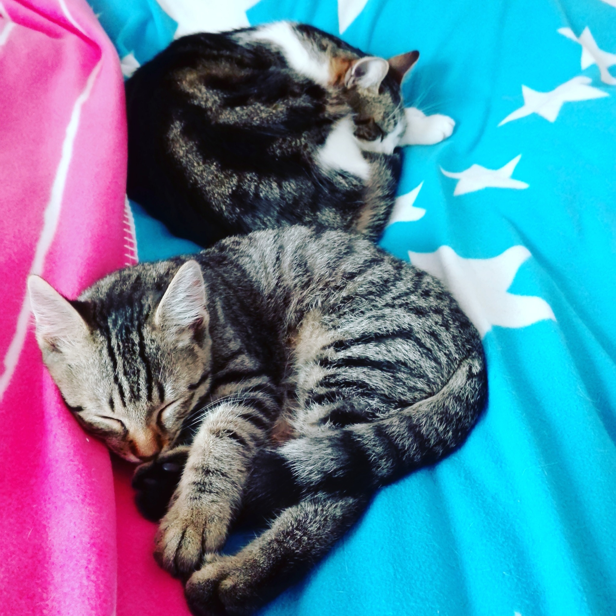 Katze Einzelgänger Katze Einzelgänger