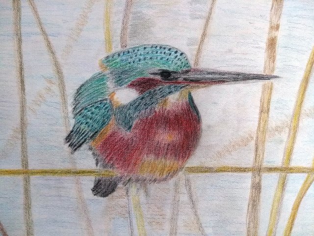 Koviljka Ilic: Eisvogel | Foto: Koviljka Ilic