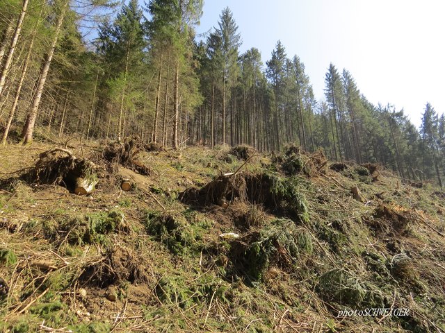 Schwerer Windwurf im Bereich Ofenloch