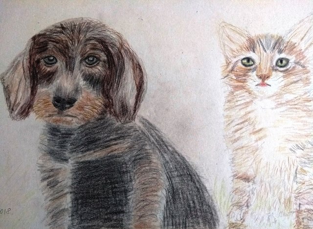 Koviljka Ilic: Katz und Hund | Foto: Koviljka Ilic