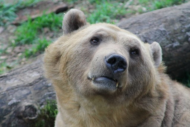 Der Bär aus dem Rosental ist weiterhin hungrig | Foto: Pixabay