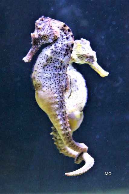 Seepferdchen im Aquarium, Haus des Meeres in Wien