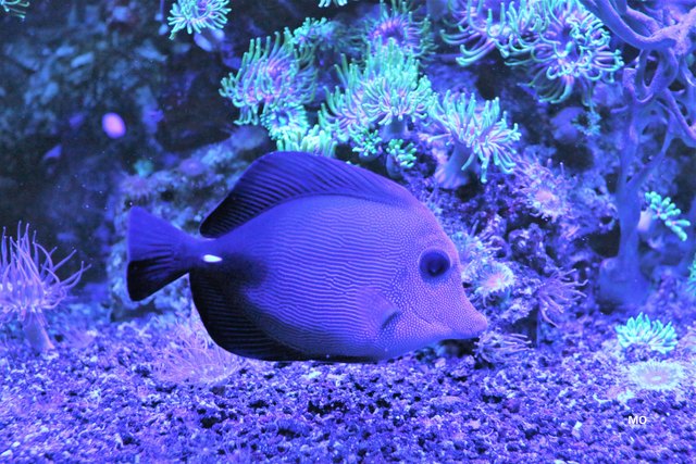 Fluoreszierende Korallen im Haus des Meeres in Wien