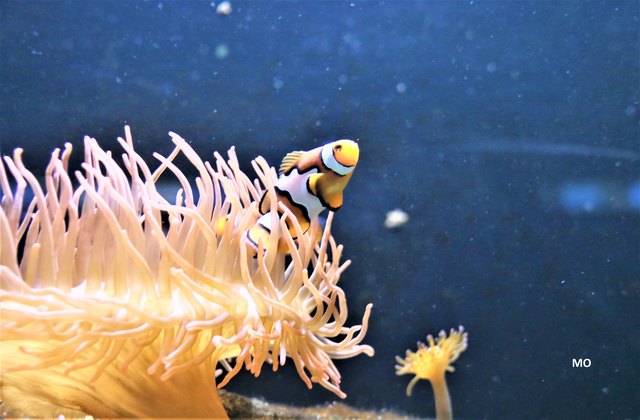 Clownfisch im Haus des Meeres in Wien