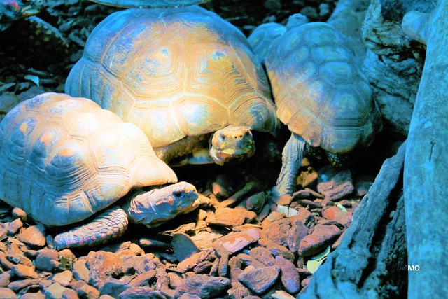 Schildkröten im Haus des Meeres in Wien