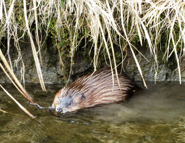 Biber im Moosbach bei Angerberg. | Foto: ZOOM.TIROL