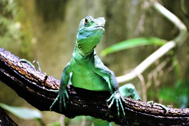 Haus des Meeres in Wien, Chameleon