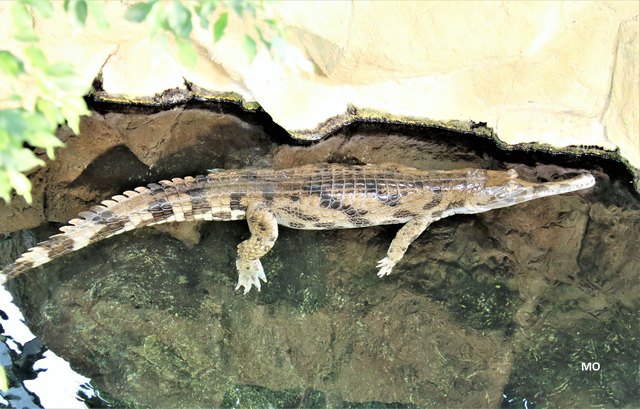 Krokodil, Haus des Meeres in Wien