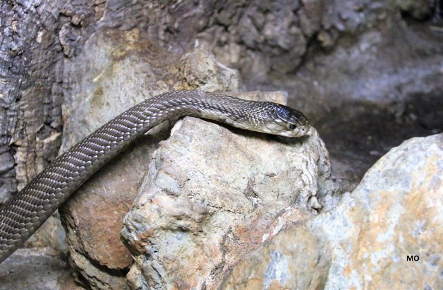 Mamba, Giftschlange im Haus des Meeres in Wien