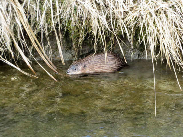 Biber im Moosbach bei Angerberg. | Foto: ZOOM.TIROL