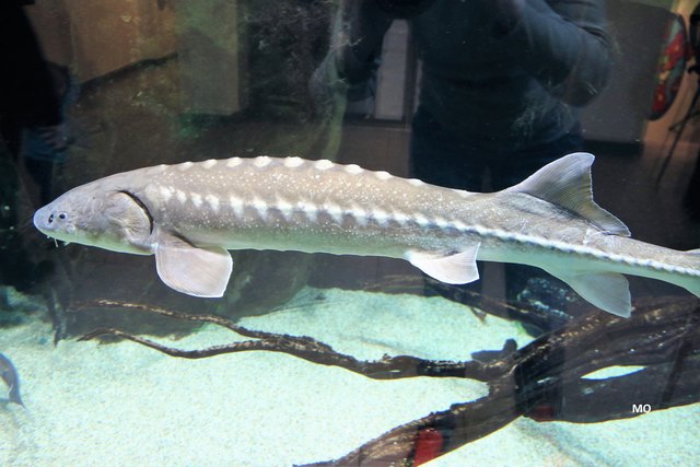 Haus des Meeres in Wien, Aquarium